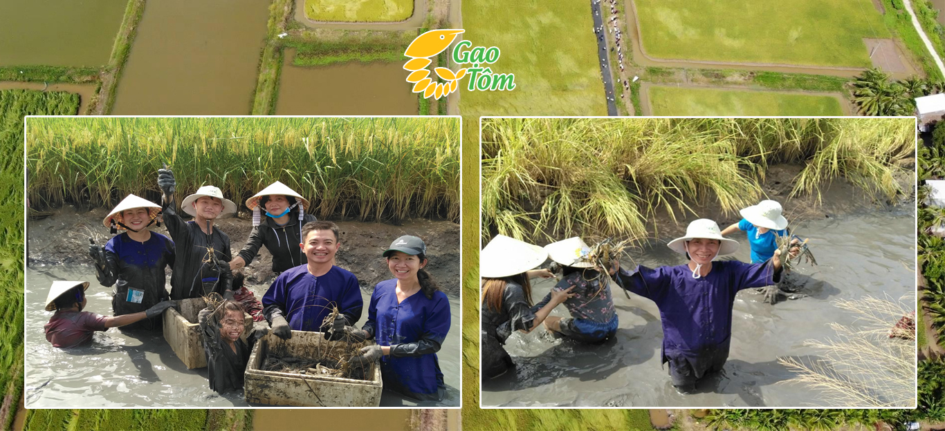 Vùng nguyên liệu gạo hữu cơ
