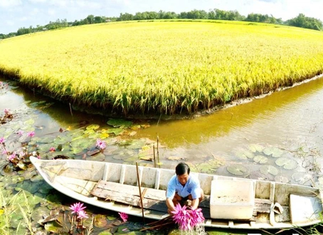 Bắt con tôm 'ở chung' với cây lúa, thu nhập của nông dân ĐBSCL tăng hơn cả chục lần